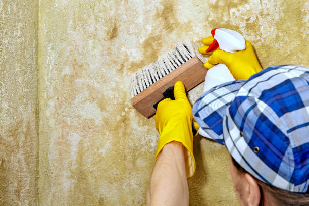 Best Mold Remediation for Vacation Homes  in USA